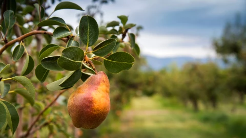 El árbol ideal para plantar en tu casa y tener ricos frutos mientras purifica el aire.jpg