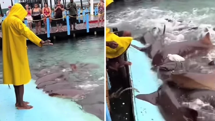 Hombre domando tiburones