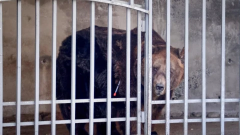 Rescatan al oso “Mark”, por 20 años estuvo enjaulado en un restaurante