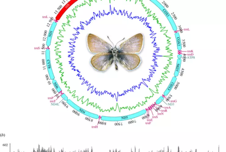 El ADN de la mariposa azul de Xerces de 1928 confirmó su extinción, la cual fue provocada por el ser humano en EUA.