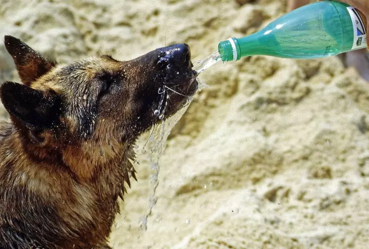 Golpe de calor en perros y gatos