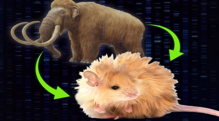 Regreso-del-mamut-científicos-crean-ratones-con-pelaje-lanudo