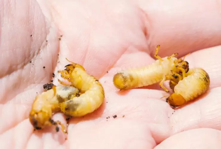 gusano barrenador.jpg