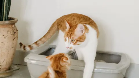 Los consejos para limpiar la arena de tu gato y evitar malos olores