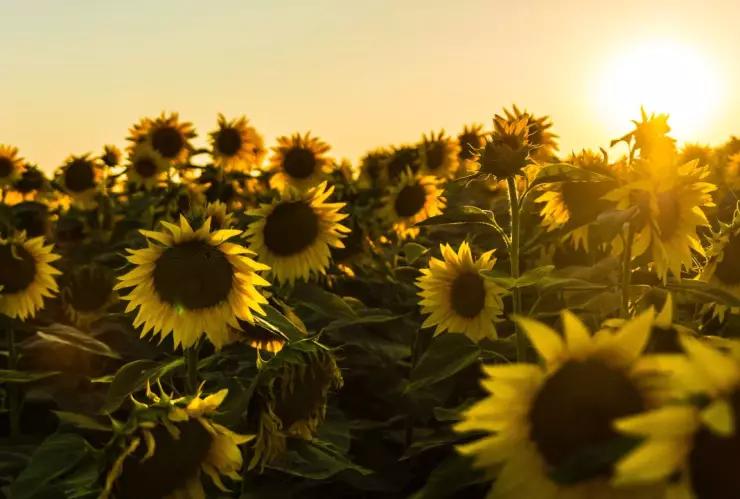 Calidad del aire hoy en Guanajuato