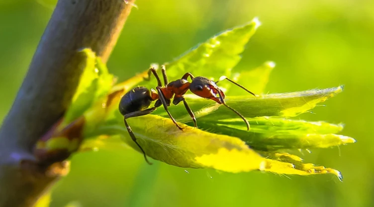 ¿Cómo espantar las hormigas del jardín?