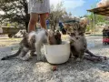 HAYTAP recoge a animales heridos por los incendios en Turquía