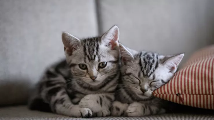 Convivir con gatos es bueno para la salud mental por estos motivos