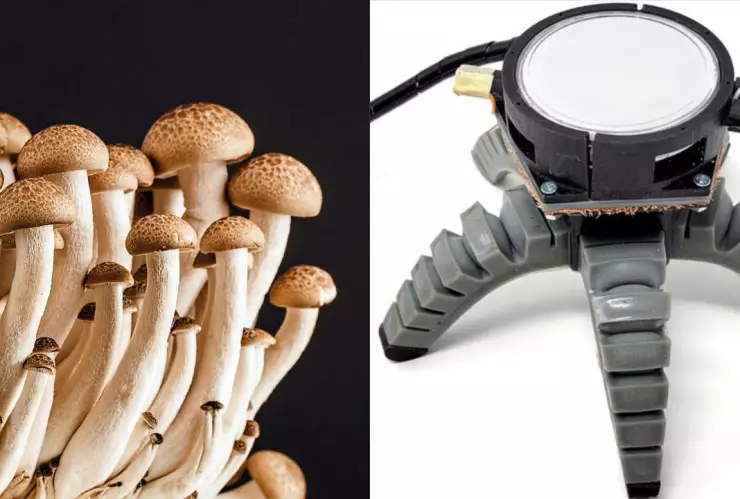Científicos crean robot biohíbrido, mitad hongo y mitad máquina