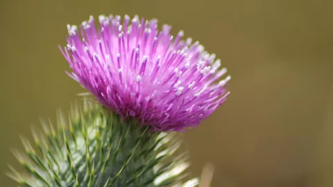 La planta que elimina el hígado graso en personas mayores a 30 años