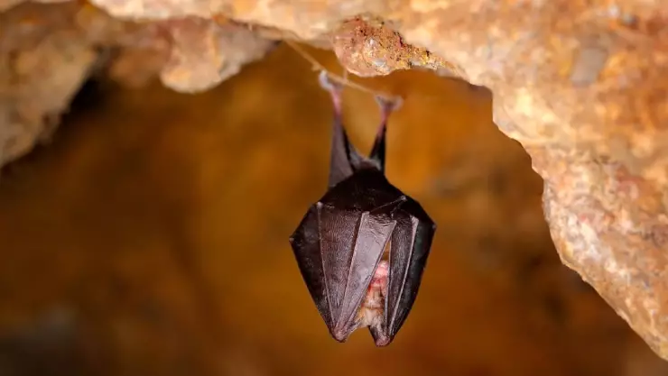 un murciélago hiberna en una cueva