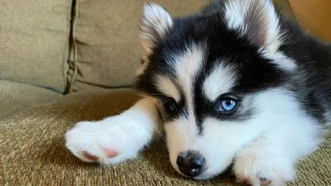 ¿Miedo a los perros? Una de las fobias más comunes.