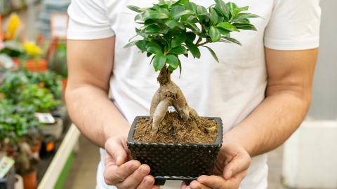 plantas de interior