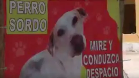 perro-sordo-yucatan