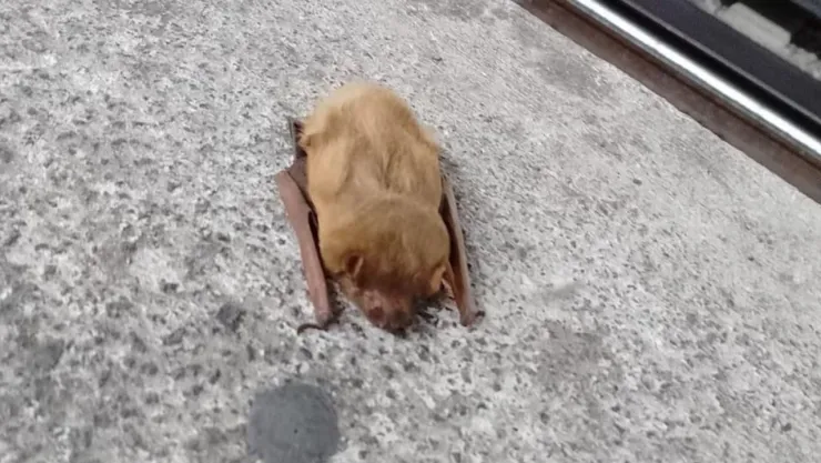 El murciélago se encontraba sobre los andenes del Metro CDMX