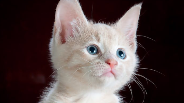 Gatito