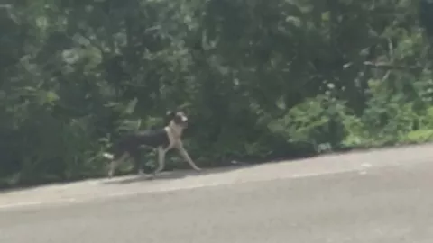 Exponen presunto caso de ABANDONO animal en Mérida; esto sabemos