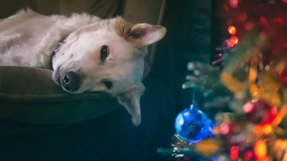 Recomendaciones para poner decoración navideña si tienes perros