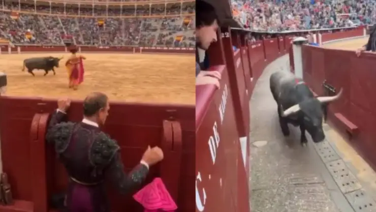 VIDEO: Toro salta y se sale de la arena en plena corrida y se lesiona