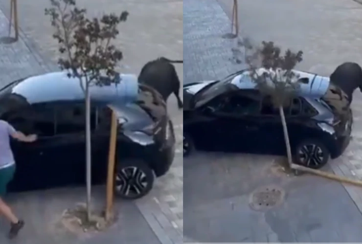 TORO_TIKTOK_EL CORREO