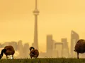 Incendios en Canadá ponen en riesgo a personas y animales