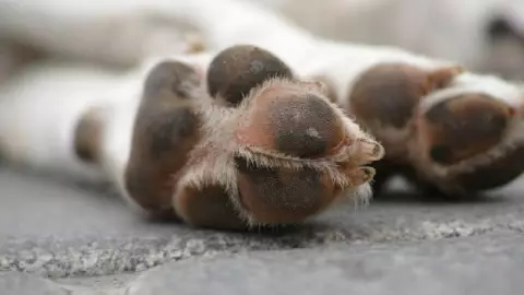 FOTO_ Reportan posible caso de maltrato animal en Yucatán