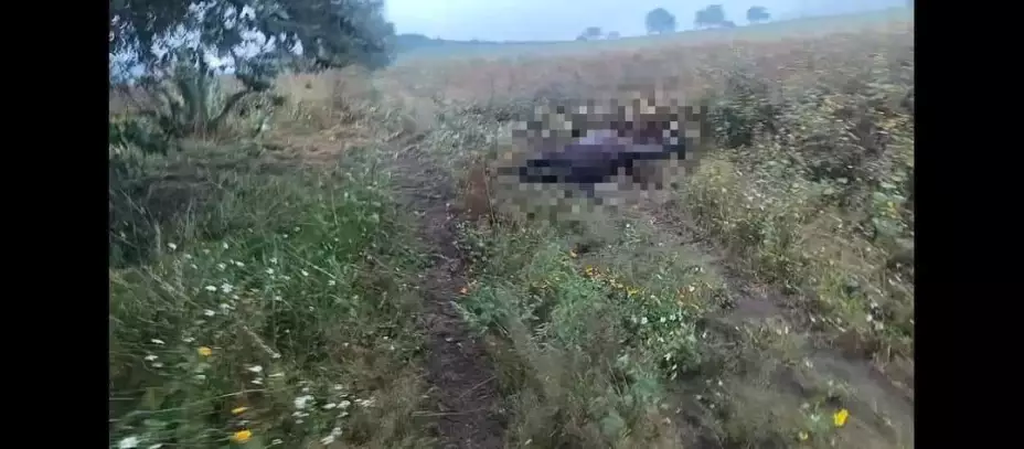 Abejas caballos Ciudad Serdán