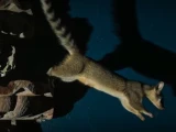 Cacomixtle