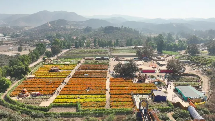 RUTA DE LAS FLORES EN TIJUANA Y ROSARITO 2024