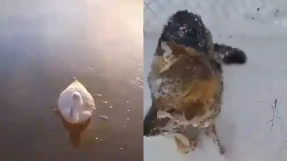 Ola polar en Argentina Animales congelados