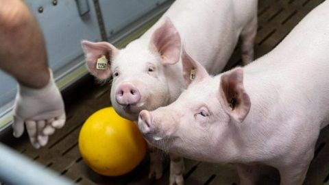 suiza medicos animales