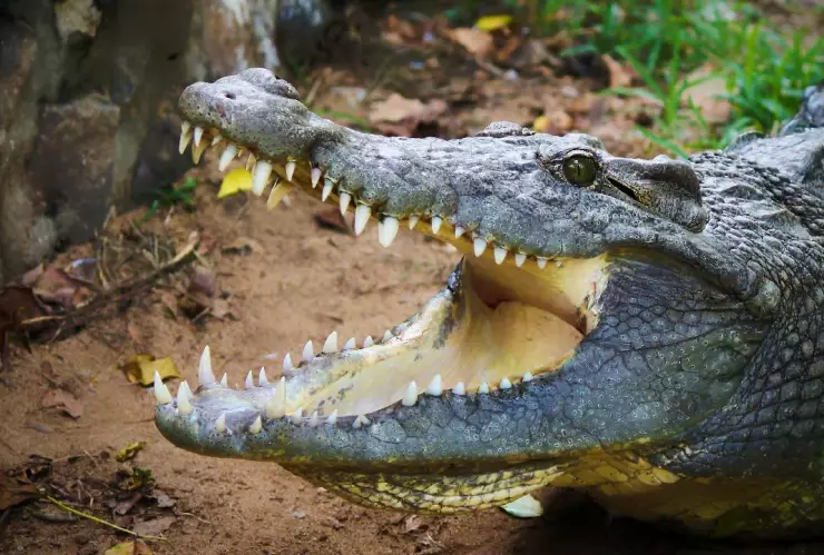 Lagarto ATACA a pescador en Dzilam de Bravo (FOTO)