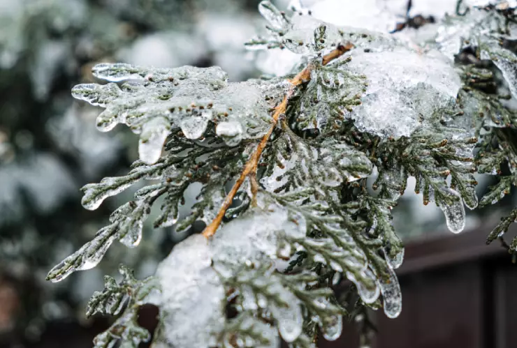 TEMPERATURAS GELIDAS CHIHUAHUA.jpg