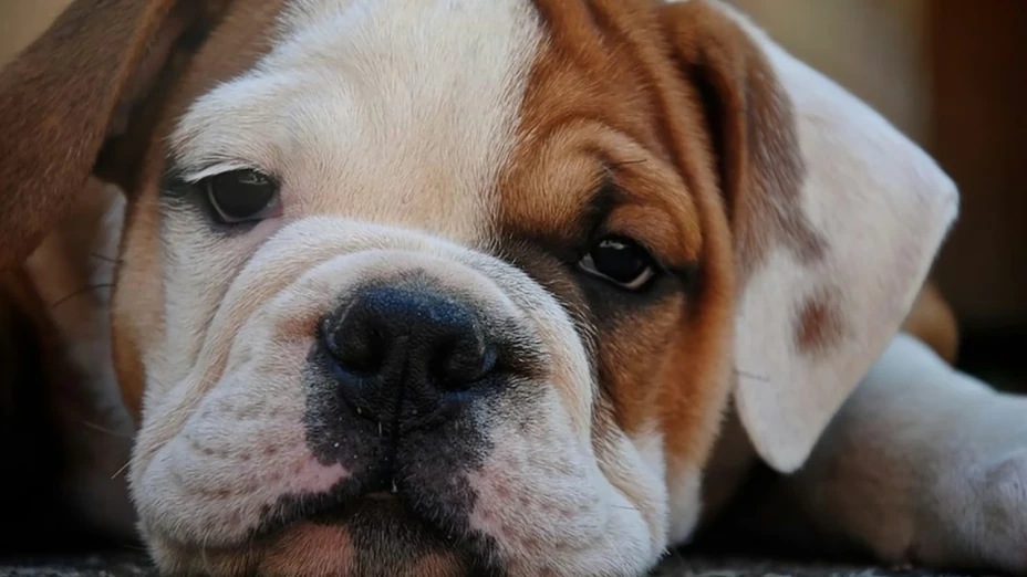 Perrito acompaña a su amo.