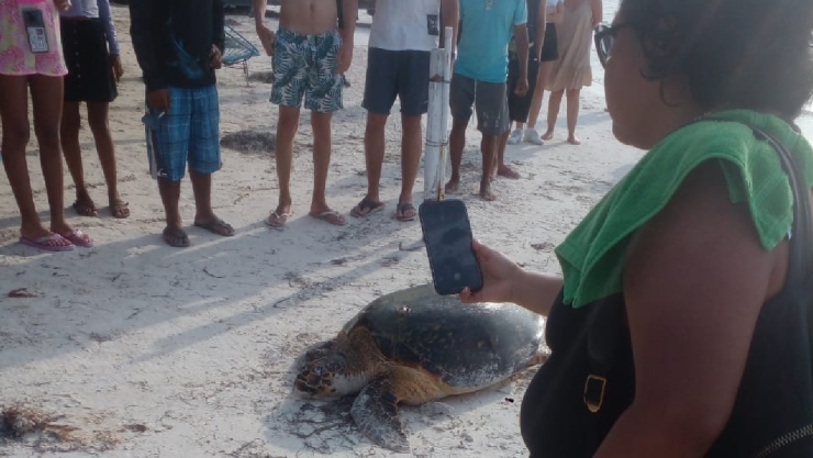 ¡Lamentable! Turistas impiden el desove de tortuga carey en Holbox