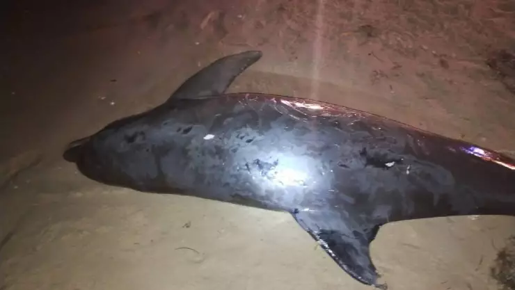 hallan sin vida a delfin en chelem