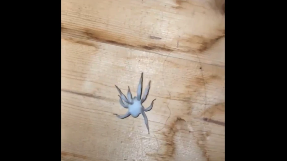 Araña zombie contaminada de hongo Ophiocordyceps en Irlanda.png