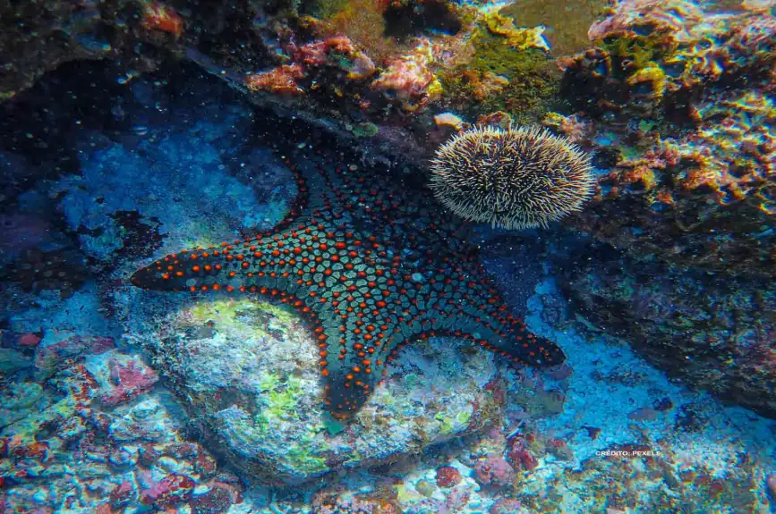 buscando-a-nemo