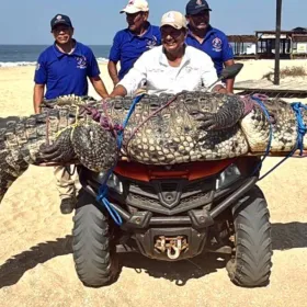 Cocodrilo gigante de 3 metros aparece en Playa Marinero, Oaxaca hoy