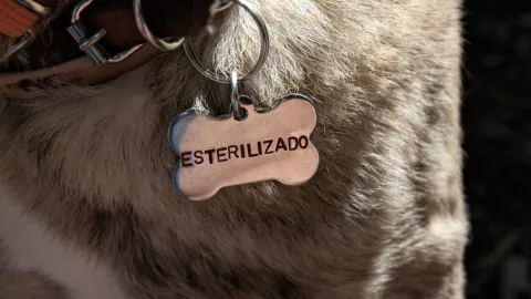 Esterilizaciones de perros en la UNAM: Cómo sacar una cita
