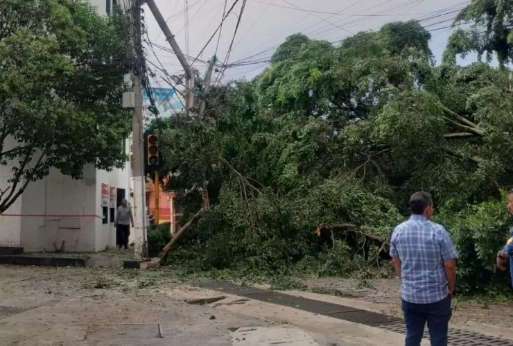 Cae árbol sobre dos autos en Xalapa
