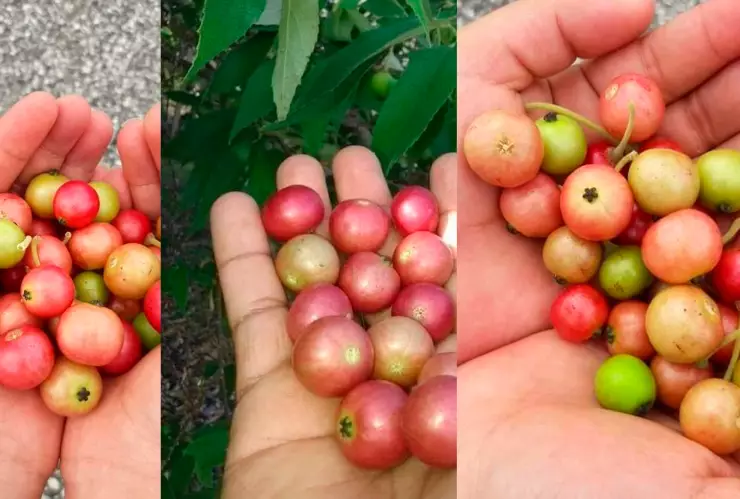El Capulín de Chiapas: Un Tesoro Natural