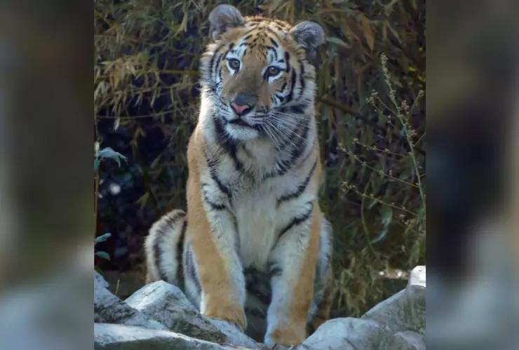 tigre_zoologico_de_chapultepec