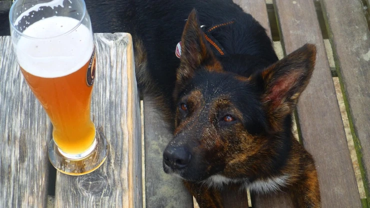 perro_cerveza.jpg