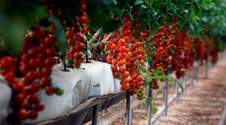 cherry.jpg
