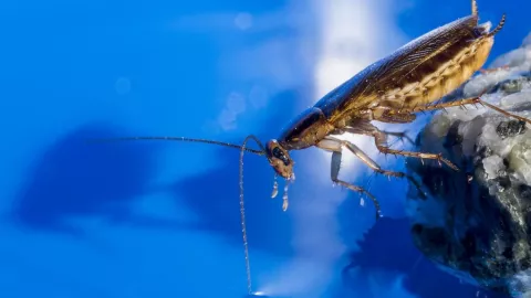 ¿Cómo evitar que las cucarachas invadan tu hogar?