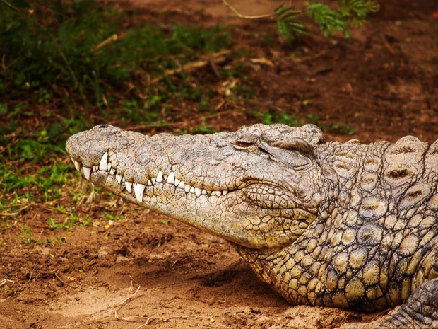 cocodrilo granja Sinaloa