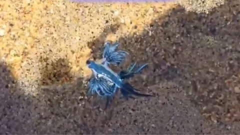 Alertan por la presencia de “dragón azul” en playas de México.