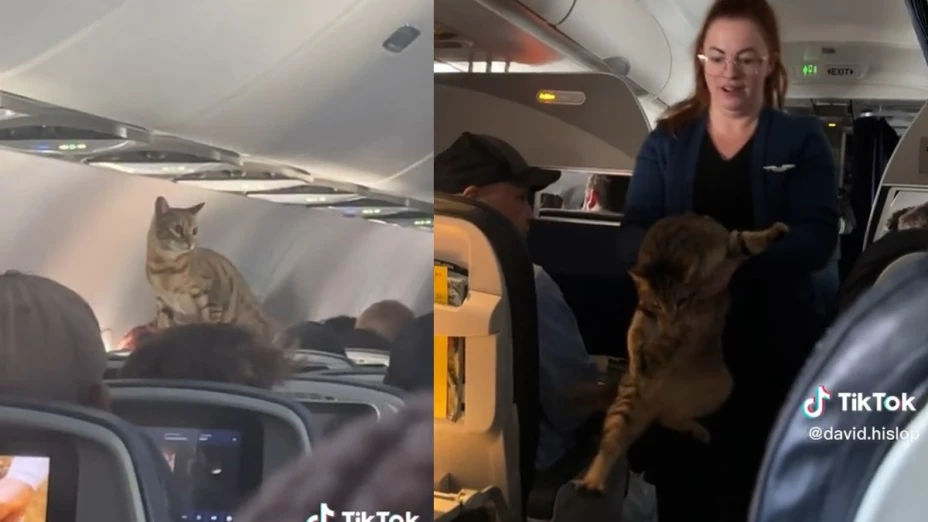 Gato pasea entre los pasajeros de un vuelo.