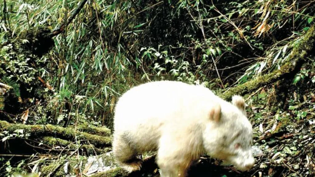 oso panda blanco